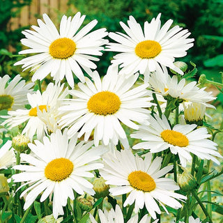 Margherita Gigante - Alaska - Classica ed elegante bianco per aiuole - Chrysanthemum maximum