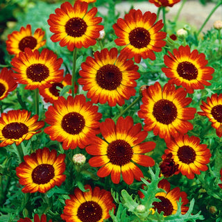 Crisantemo Campestre - German Flag - Pianta eccezionale, tricolore da aiuola - Chrysanthemum segetum