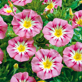 Bella di Giorno - Rose Ensign - Portamento compatto, basso, cespuglioso - Convolvulus tricolor