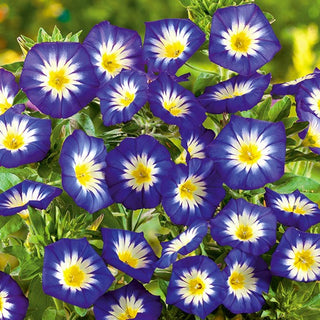Bella di Giorno - Royal Ensign - Ideale per aiuole, cassette e vasi - Convolvulus tricolor