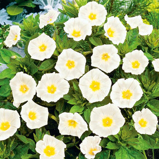 Bella di Giorno - White Ensign - Annuale e facile da coltivare - Convolvulus tricolor