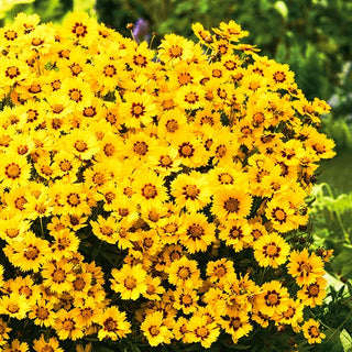 Coreopsis - Baby Gold - Coreopsis decorativo per aiuole estive - Coreopsis lanceolata