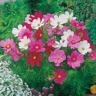 Cosmea Sensation Nana - Miscuglio - Forma leggera, portamento arioso - Cosmos bipinnatus