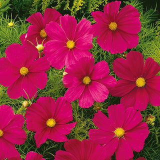 Cosmea - Sensation Dazzler - Fioritura prolungata fino all’autunno - Cosmos bipinnatus
