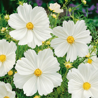 Cosmea - Sensation Purity - Resistente al caldo, portamento leggero - Cosmos bipinnatus