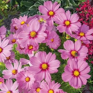 Cosmea - Sensation Radiance - Effetto naturale bellissimo - Cosmos bipinnatus