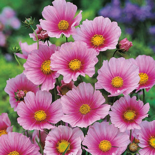 Cosmea - Sensation Day Dream - Delicata, raggiunge 90-120 cm - Cosmos bipinnatus