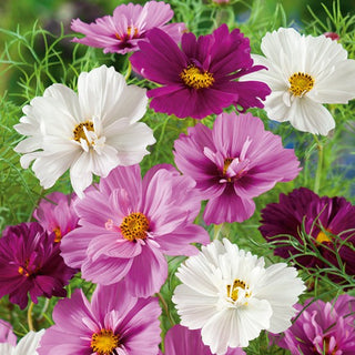 Cosmea - Psyché Miscuglio - Fiori pieni, piumati e colorati - Cosmos bipinnatus