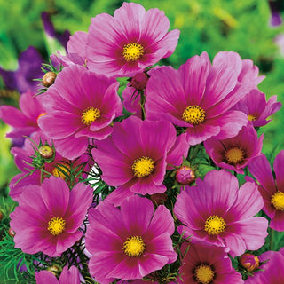 Cosmea - Tetra Versailles Dark Rose - Varietà dall’aspetto raffinato - Cosmos bipinnatus