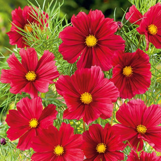 Cosmea - Tetra Versailles Red - Annuale e ornamentale in giardino - Cosmos bipinnatus