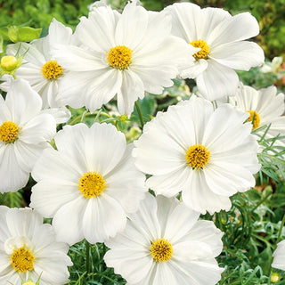 Cosmea - Tetra Versailles White - Attira gli impollinatori, facile da coltivare - Cosmos bipinnatus