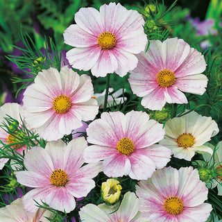 Cosmea - Tetra Versailles Flush - Fiori semi-doppi o singoli - Cosmos bipinnatus
