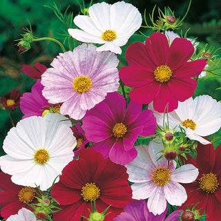 Cosmea - Tetra Versailles Miscuglio - Ideale per aiuole e per fiori recisi - Cosmos bipinnatus