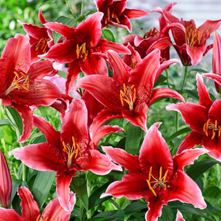 Giglio orientale - Red Flash - Lilium - Petali di un rosso intenso