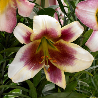 Giglio arboreo - Passion Moon - Lilium - Tocco unico nelle composizioni estive