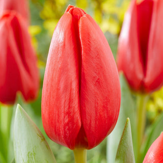 Tulipano - Spot On - Tulipa - Varietà elegante e intensa - 5 bulbi