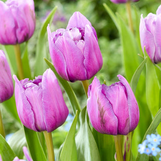 Tulipano - Dancing Passion - Tulipa - Petali sovrapposti per eleganza - 5 bulbi