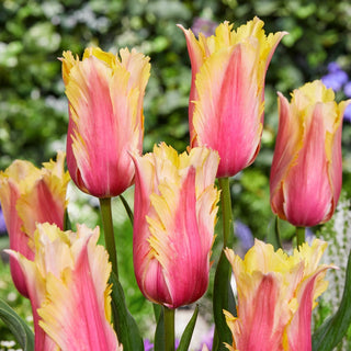 Tulipano - Flaming Memory - Tulipa - Fiori vivaci e spettacolari - 5 bulbi