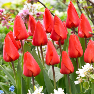 Tulipano - Lalibela - Tulipa - Masse compatte dai colori vivaci - 5 bulbi