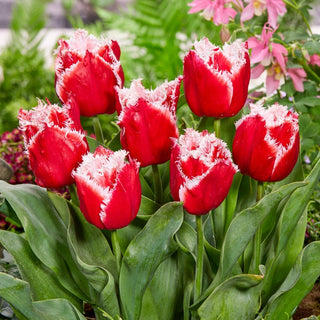 Tulipano - New Santa - Tulipa - Duraturo e spettacolare stella da bordura - 5 bulbi