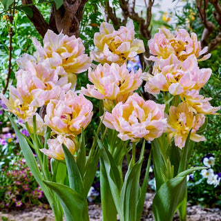 Tulipano - Password - Tulipa - Eleganza pastello, freschezza duratura - 5 bulbi