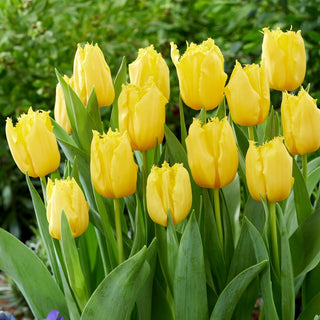 Tulipano - Sunny Time - Tulipa - Tappeti solari e vivaci - 5 bulbi
