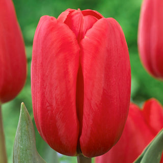 Tulipano - Surrender - Tulipa - Accento romantico che attira lo sguardo - 5 bulbi