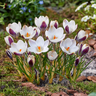 Crocus - Panda - Apprezzato per la colorazione particolare - 10 bulbi