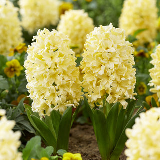 Giacinto - Yellowstone - Hyacinthus - Colore delicato e pastello - 3 bulbi