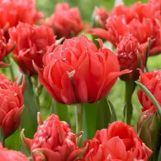 Tulipano - Toronto Double - Tulipa - Fiori pieni e lussuosi - 5 bulbi