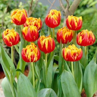 Tulipano - Cilesta - Tulipa - Tulipano bicolore dal tocco fresco - 5 bulbi