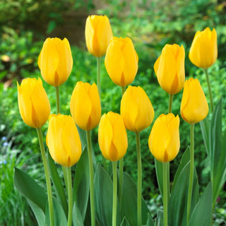 Tulipano - Conqueror - Tulipa - Bellezza che si distingue sempre - 5 bulbi