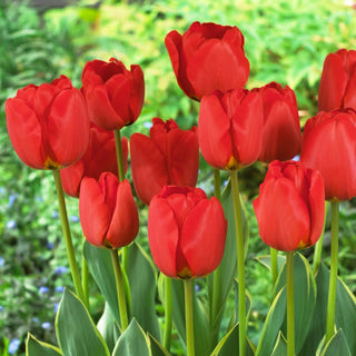 Tulipano - Darwidesign - Tulipa - Varietà resistente e bellissima per vaso - 5 bulbi