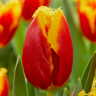 Tulipano - Davenport - Tulipa - Colori vivaci e intensi - 5 bulbi