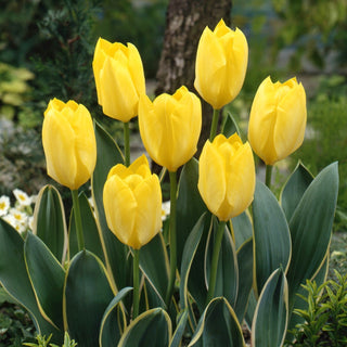 Tulipano - Easter Moon - Tulipa - Varietà affidabile e facile da coltivare - 5 bulbi