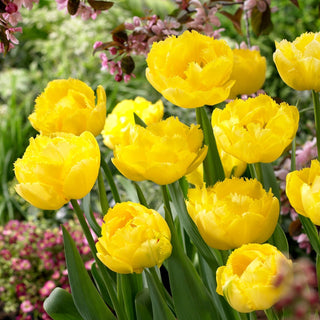 Tulipano - Exotic Sun - Tulipa - Accento canarino nel giardino di primavera - 5 bulbi
