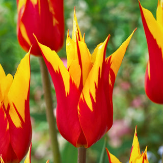 Tulipano - Firework - Tulipa - Duetto rosso e giallo ardente - 5 bulbi