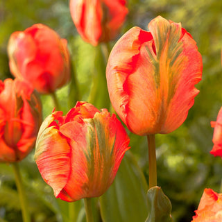 Tulipano - Flower Power - Tulipa - Fiori pappagallo ricchi di energia - 5 bulbi