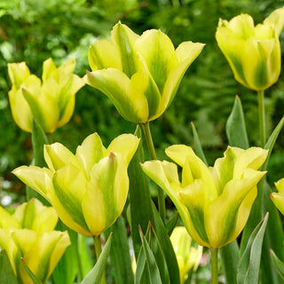 Tulipano - Formosa - Tulipa - Contrasto armonioso di colori - 5 bulbi