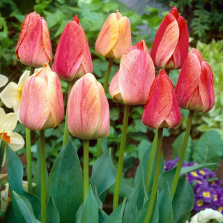 Tulipano - Gudoshnik - Tulipa - Bulbi sani con fioritura garantita - 5 bulbi