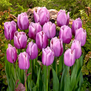 Tulipano - Holland Beauty - Tulipa - Colori delicati, effetto sorprendente - 5 bulbi