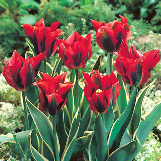 Tulipano - Hollywood Star - Tulipa - Tulipano elegante dai colori incantevoli - 5 bulbi