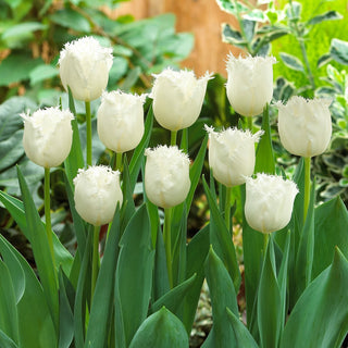 Tulipano - Honeymoon - Tulipa - Petali vellutati pieni di purezza - 5 bulbi