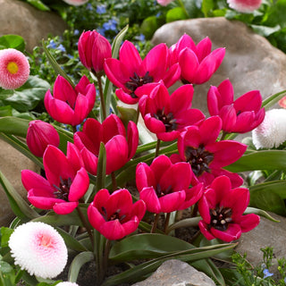 Tulipano - Violacea Black Base - Tulipa - Accento ardente di profondità unica - 5 bulbi