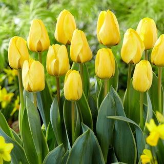 Tulipano - Jaap Groot - Tulipa - Fiori slanciati e bellezza incantevole - 5 bulbi