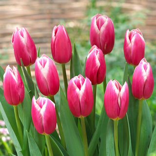 Tulipano - Jefgenia - Tulipa - Incanta con una splendida gamma di colori - 5 bulbi