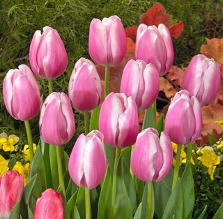 Tulipano - Jumbo Beauty - Tulipa - Tulipani eleganti dall'effetto wow - 5 bulbi