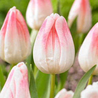 Tulipano - Kyoko Takahashi - Tulipa - Fioritura da aprile a maggio, bellezza - 5 bulbi