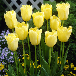 Tulipano - Maja - Tulipa - Leggerezza e colore in giardino - 5 bulbi