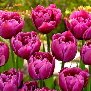 Tulipano - Margarita - Tulipa - Tocco vivace nel giardino primaverile - 5 bulbi